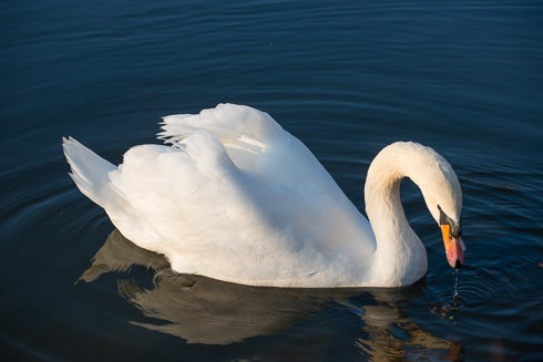 Nikon 70-200mm f4 Sample