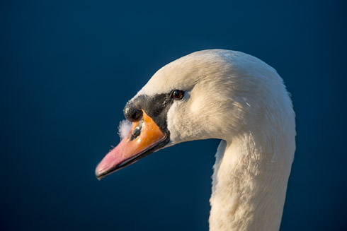 Nikon 70-200mm f/4 Sample