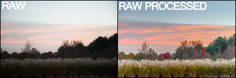 Nikon D600 Raw Capture