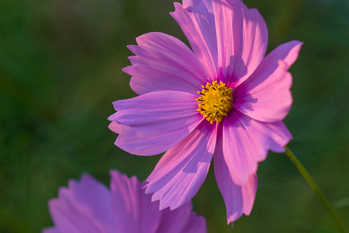 Nikon D600 Sample